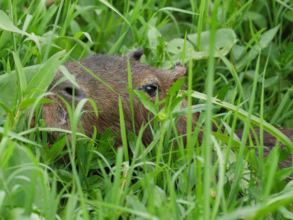 Capibara (Hydrochoerus hydrochaeris)